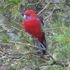 Platycercus elegans (Crimson Rosella) at Kangaroo Valley, NSW - 26 Sep 2024 by lbradley