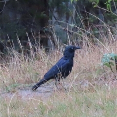 Corvus coronoides (Australian Raven) at Kangaroo Valley, NSW - 25 Sep 2024 by lbradley