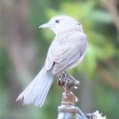 Colluricincla harmonica (Grey Shrikethrush) at Kangaroo Valley, NSW - 26 Sep 2024 by lbradley