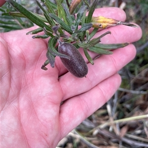 Billardiera scandens at Tharwa, ACT - 30 Aug 2024 01:37 PM