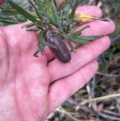 Billardiera scandens (Hairy Apple Berry) at Tharwa, ACT - 30 Aug 2024 by nathkay