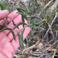 Billardiera scandens at Tharwa, ACT - 30 Aug 2024 01:37 PM