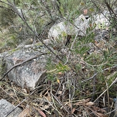 Billardiera scandens at Tharwa, ACT - 30 Aug 2024 01:37 PM