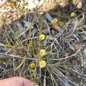 Acacia gunnii at Tennent, ACT - 8 Sep 2024