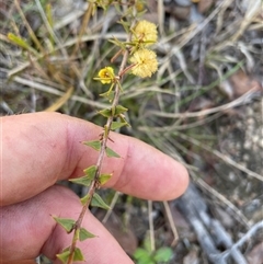 Acacia gunnii at Tennent, ACT - 8 Sep 2024