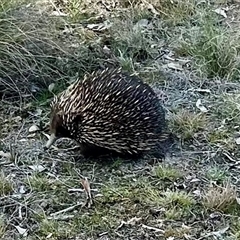 Tachyglossus aculeatus (Short-beaked Echidna) at Forde, ACT - 24 Sep 2024 by Jillw