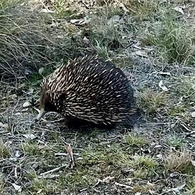 Tachyglossus aculeatus (Short-beaked Echidna) at Forde, ACT - 24 Sep 2024 by Jillw