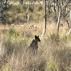 Wallabia bicolor (Swamp Wallaby) at Forde, ACT - 24 Sep 2024 by Jillw