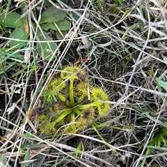 Drosera sp. (A Sundew) at Bonner, ACT - 24 Sep 2024 by Jillw