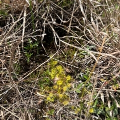 Drosera sp. at Bonner, ACT - 24 Sep 2024 12:24 PM