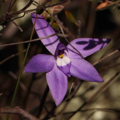 Glossodia major (Wax Lip Orchid) at Gundaroo, NSW - 20 Sep 2024 by ConBoekel