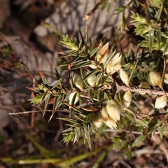 Melichrus urceolatus (Urn Heath) at Gundaroo, NSW - 20 Sep 2024 by ConBoekel