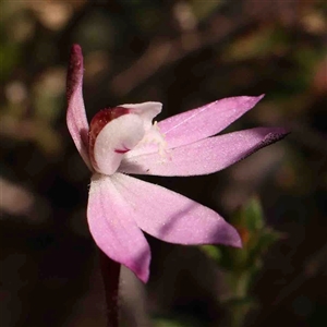 Caladenia fuscata at Gundaroo, NSW - suppressed