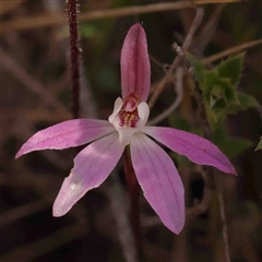 Caladenia fuscata at Gundaroo, NSW - suppressed