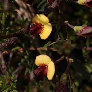 Bossiaea prostrata at Gundaroo, NSW - 20 Sep 2024 01:57 PM