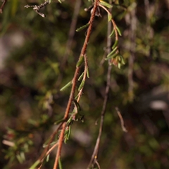 Bossiaea prostrata at Gundaroo, NSW - 20 Sep 2024