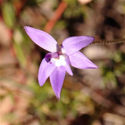 Glossodia major (Wax Lip Orchid) at Gundaroo, NSW - 20 Sep 2024 by ConBoekel