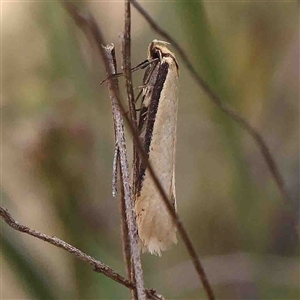 Philobota productella at Gundaroo, NSW - 20 Sep 2024