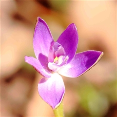 Glossodia major (Wax Lip Orchid) at Gundaroo, NSW - 20 Sep 2024 by ConBoekel