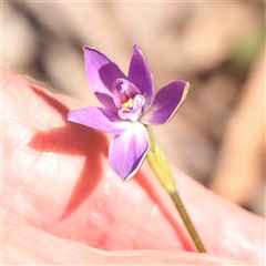 Glossodia major at Gundaroo, NSW - 20 Sep 2024