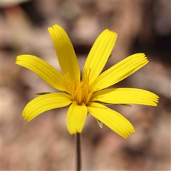 Microseris walteri (Yam Daisy, Murnong) at Gundaroo, NSW - 20 Sep 2024 by ConBoekel