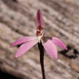 Caladenia fuscata at Gundaroo, NSW - 20 Sep 2024