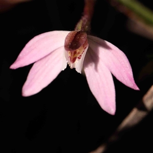 Caladenia fuscata at Gundaroo, NSW - 20 Sep 2024