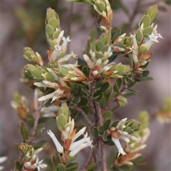 Brachyloma daphnoides (Daphne Heath) at Gundaroo, NSW - 20 Sep 2024 by ConBoekel