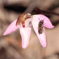 Caladenia fuscata (Dusky Fingers) at Gundaroo, NSW - 20 Sep 2024 by ConBoekel