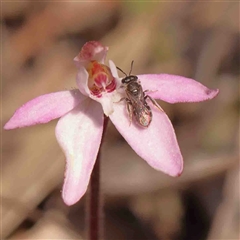 Lasioglossum (Chilalictus) sp. (genus & subgenus) at Gundaroo, NSW - 20 Sep 2024 02:17 PM