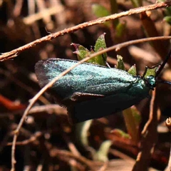 Pollanisus (genus) (A Forester Moth) at Gundaroo, NSW - 20 Sep 2024 by ConBoekel