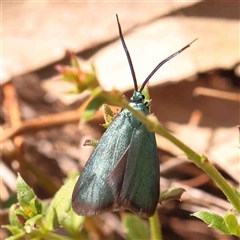 Pollanisus (genus) at Gundaroo, NSW - 20 Sep 2024