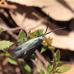 Pollanisus (genus) at Gundaroo, NSW - 20 Sep 2024