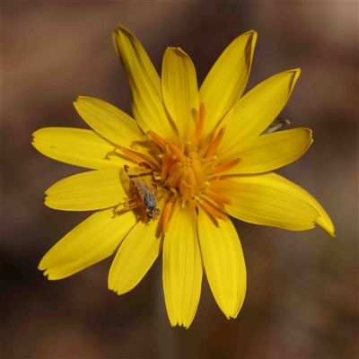 Microseris walteri (Yam Daisy, Murnong) at Gundaroo, NSW - 20 Sep 2024 by ConBoekel