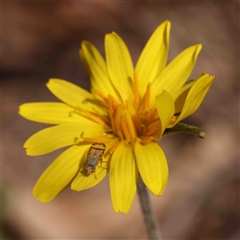 Sphenella ruficeps (Senecio Flower Galler Fruit Fly) at Gundaroo, NSW - 20 Sep 2024 by ConBoekel