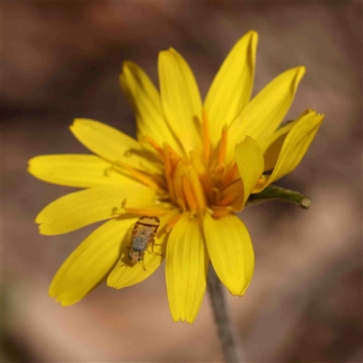 Sphenella ruficeps (Senecio Flower Galler Fruit Fly) at Gundaroo, NSW - 20 Sep 2024 by ConBoekel