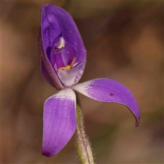 Glossodia major (Wax Lip Orchid) at Gundaroo, NSW - 20 Sep 2024 by ConBoekel