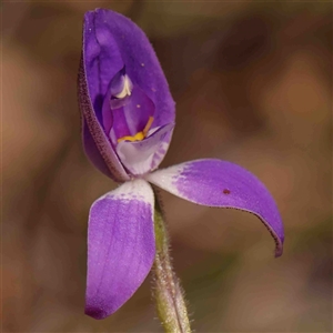 Glossodia major at Gundaroo, NSW - suppressed