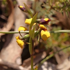 Diuris pardina (Leopard Doubletail) at Gundaroo, NSW - 20 Sep 2024 by ConBoekel