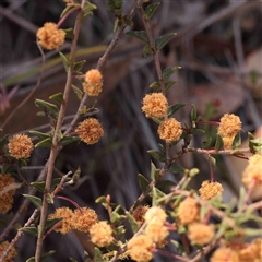 Acacia gunnii (Ploughshare Wattle) at Gundaroo, NSW - 20 Sep 2024 by ConBoekel