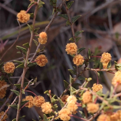 Acacia gunnii (Ploughshare Wattle) at Gundaroo, NSW - 20 Sep 2024 by ConBoekel