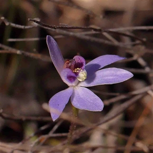 Cyanicula caerulea at Gundaroo, NSW - 20 Sep 2024