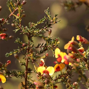 Dillwynia phylicoides at Gundaroo, NSW - 20 Sep 2024 02:35 PM