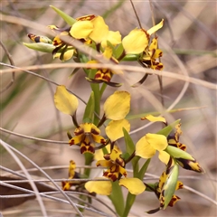 Diuris pardina (Leopard Doubletail) at Gundaroo, NSW - 20 Sep 2024 by ConBoekel