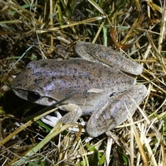 Litoria lesueuri (Lesueur's Tree-frog) at Charleys Forest, NSW - 25 Sep 2024 by arjay