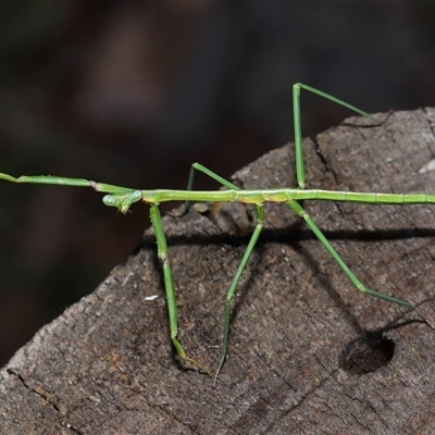 Mantidae (family) adult or nymph at Strathnairn, ACT - 17 Aug 2024 by TimL