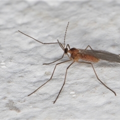 Lestremia (genus) (A gall midge) at Melba, ACT - 24 Sep 2024 by kasiaaus