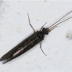 Trichoptera (order) at Melba, ACT - 24 Sep 2024 11:52 PM