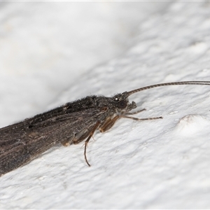 Trichoptera (order) at Melba, ACT - 24 Sep 2024