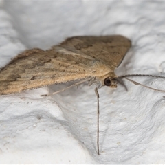 Scopula rubraria at Melba, ACT - 24 Sep 2024 11:53 PM